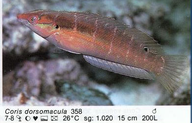 Coris dorsomacula